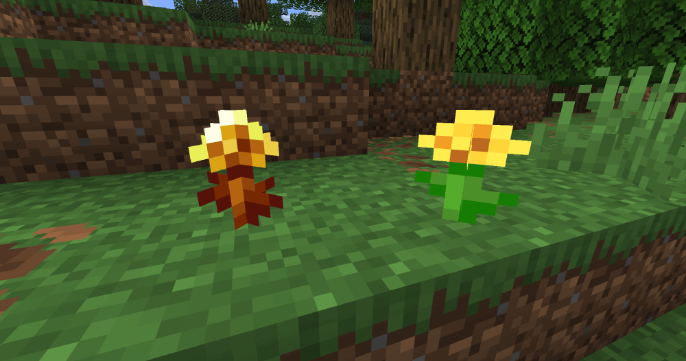 Showing a Golden Dandelion next to a regular Dandelion.