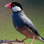 java finch